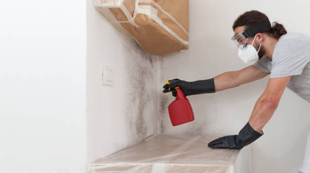 Professional Basement Mold Remediation technician working in Federalsburg, MD